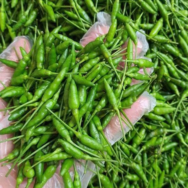 Hạt giống ớt xiêm rừng - Ớt thóc CT57 - Gói 30 hạt
