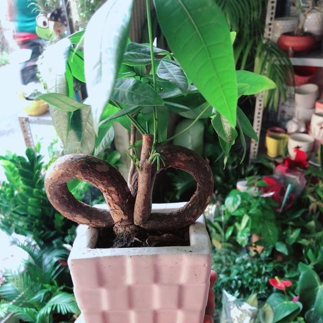 Chậu Kim Ngân Nơ