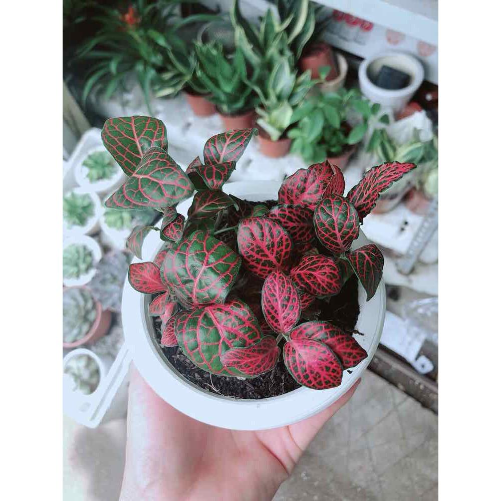 Chậu cây cẩm nhung Bán Chạy