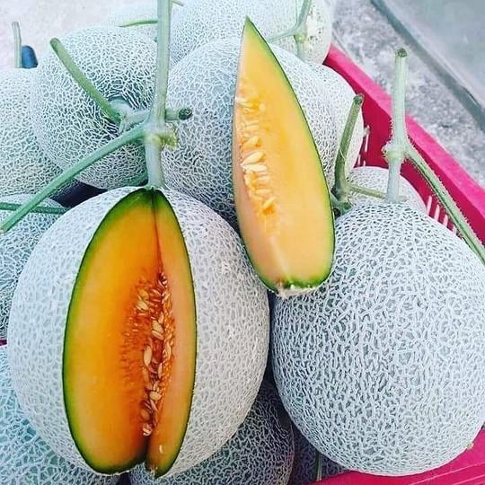 Hạt giống dưa lưới vàng F1