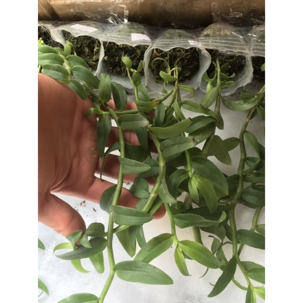 Dã hạc hồng ngọc côc tư 1đên 2 thân