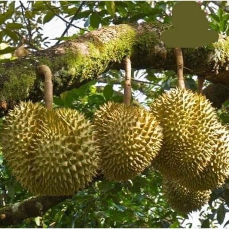 CÂY GIỐNG SẦU RIÊNG RI6 CHO TRÁI SỚM
