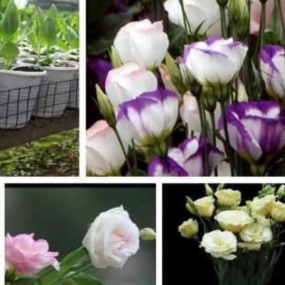 Hạt giống hoa cát tường nhiều màu-gói 5 hạt