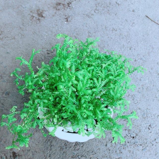 Chậu Rêu Kiểng