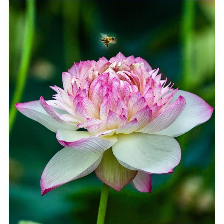 Hạt giống sen bách diệp tím