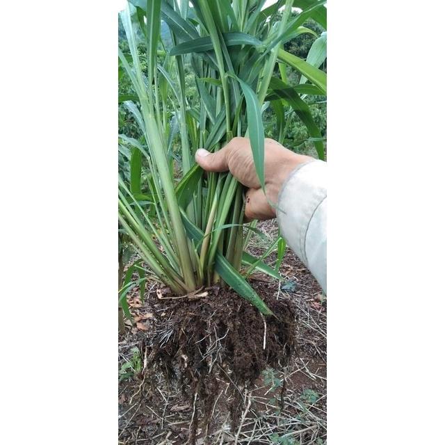 Hạt giống cỏ chăn nuôi Mombasa Ghine  KNS3737 - Gói 50gram