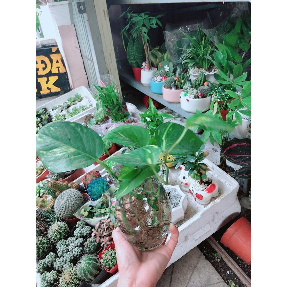 Chậu Trầu Bà Thủy Sinh