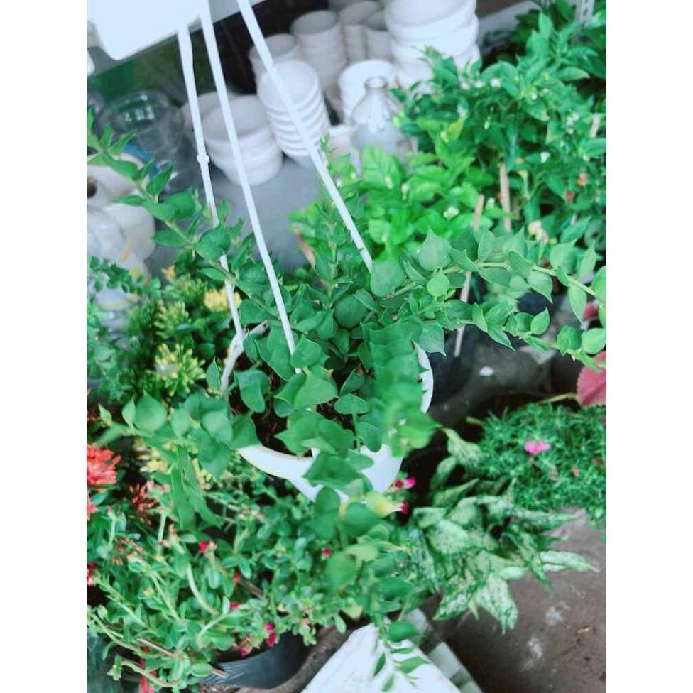Chậu lá tim Bán Chạy