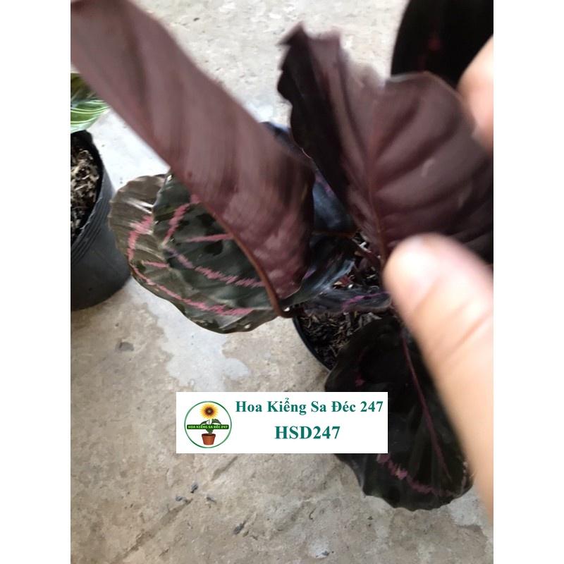 Cây công tím đậm + tặng phân bón