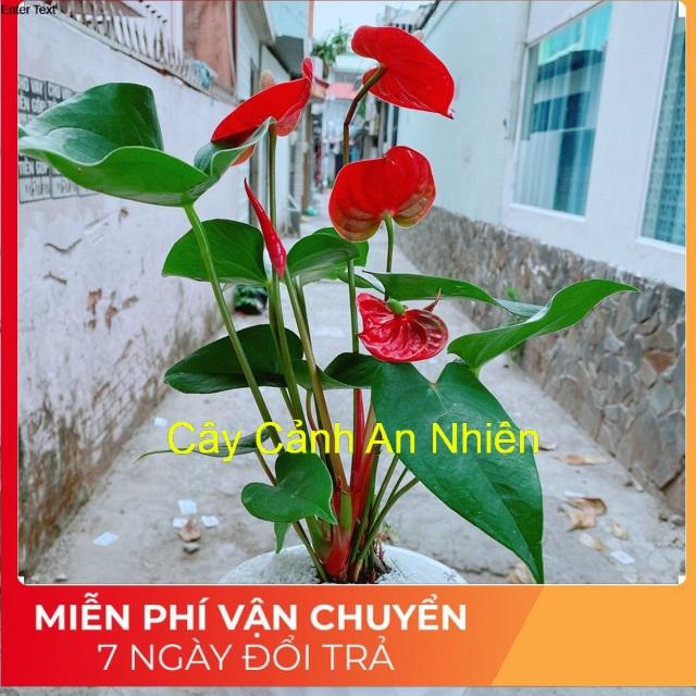 Chậu cây hồng môn