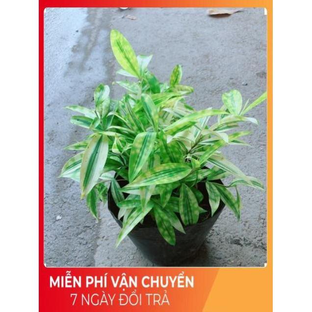 Cây Trúc Nhật Vàng