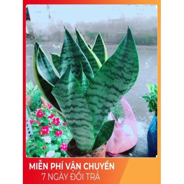 Lưỡi Hổ Cao