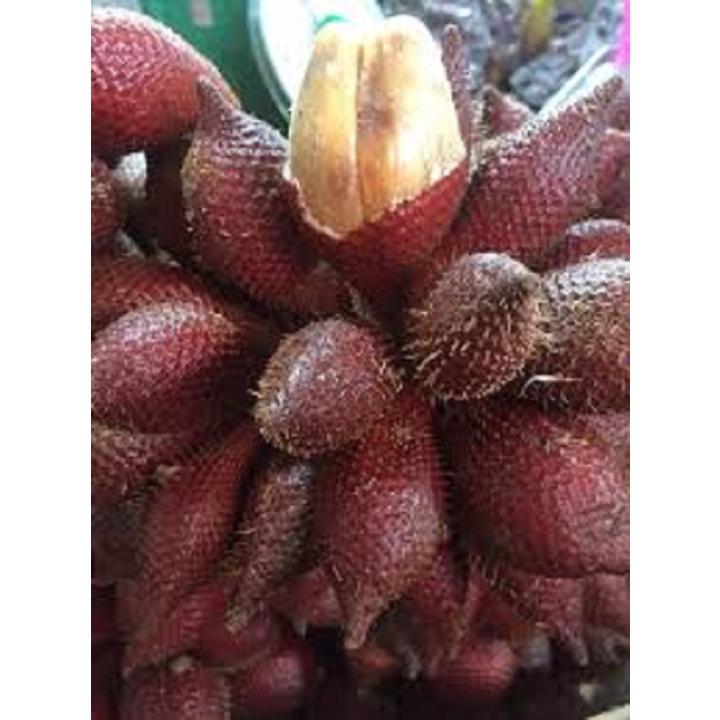 Cây giống Mây Thái Rừng Chua Ngọt