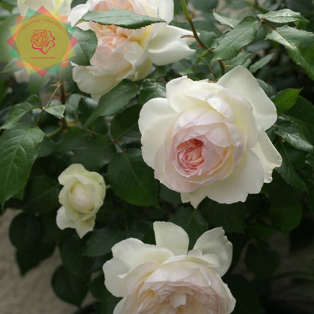 Cây hoa hồng ngoại Bolero trắng - Tuyệt phẩm trữ tình