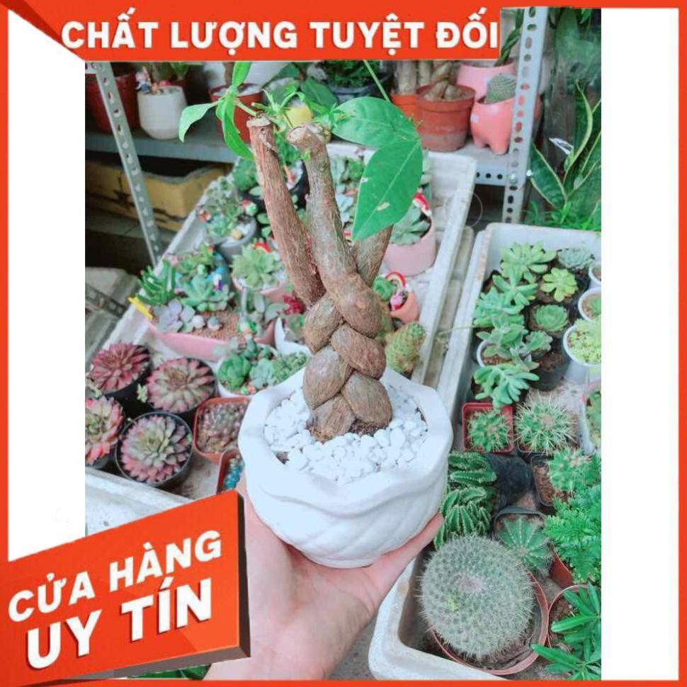 Chậu Kim Ngân 3 Thân Nhiều Người Mua