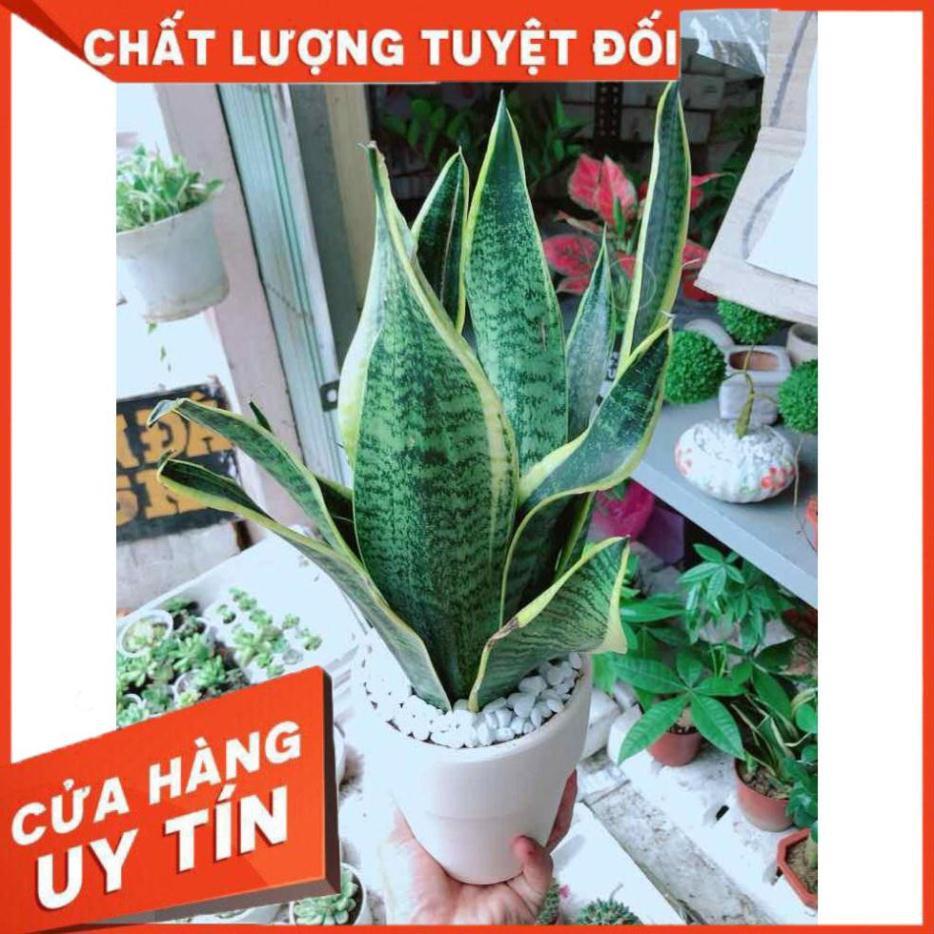 Chậu lưỡi hổ vằng Nhiều Người Mua