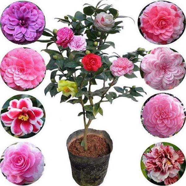 COMBO 5 cây giống hoa trà my ngũ sắc-cây giống rễ trần