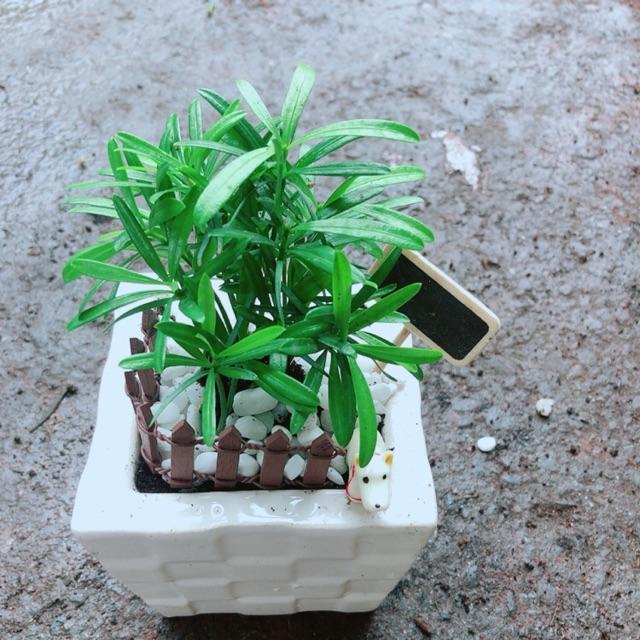 Chậu Tùng Vạn Niên