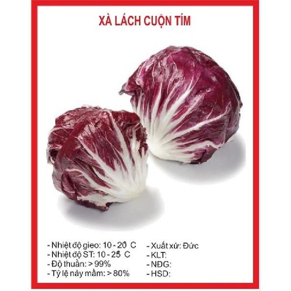 Hạt giống rau xà lách cuộn tím dể trồng f1-1 gói 0,5 gram-tặng kèm gói phân bón lót