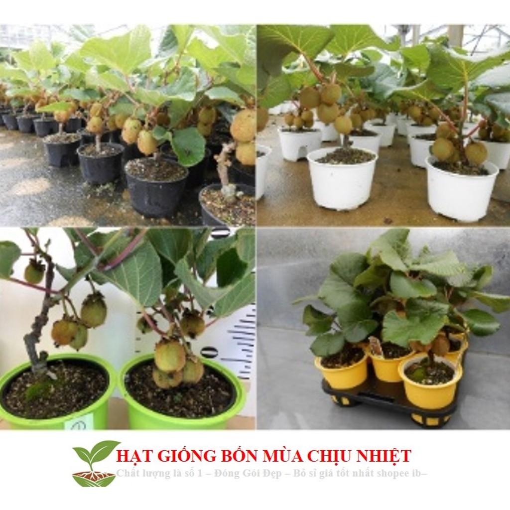 Hạt giống Kiwi lùn - Kiwi bonsai F1 ĐẾN MÙA TRỒNG TẾT