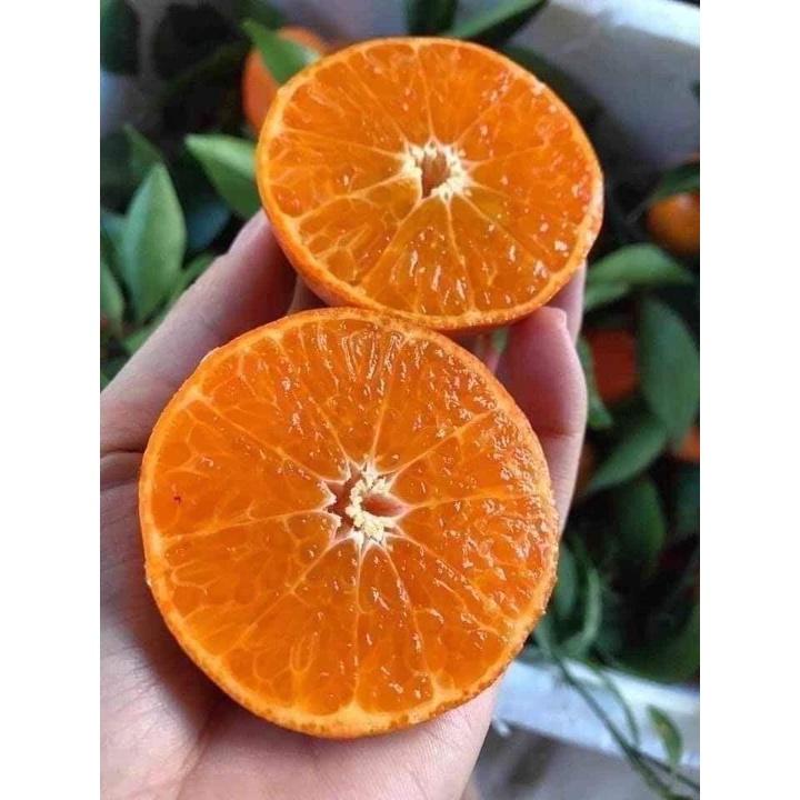 CÂY GIỐNG CAM CANH KHÔNG HẠT SIÊU NGỌT - TRỒNG chậu được,