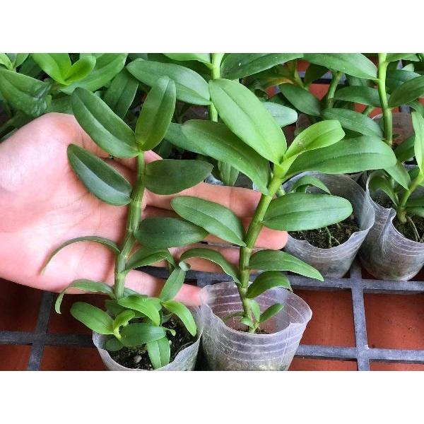 LAN PHI ĐIỆP 5 CÁNH TRẮNG PHI TUYẾT