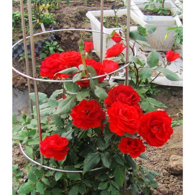 HG8A GÓI 20 HẠT HOA HỒNG LEO PHÁP MIX NHIỀU MÀU