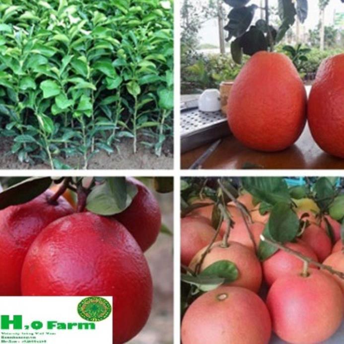 Cây Bưởi Đỏ Tiến Vua Ghép Từ Viện + Tặng 01 cây dâu da đất ( bòn bon
