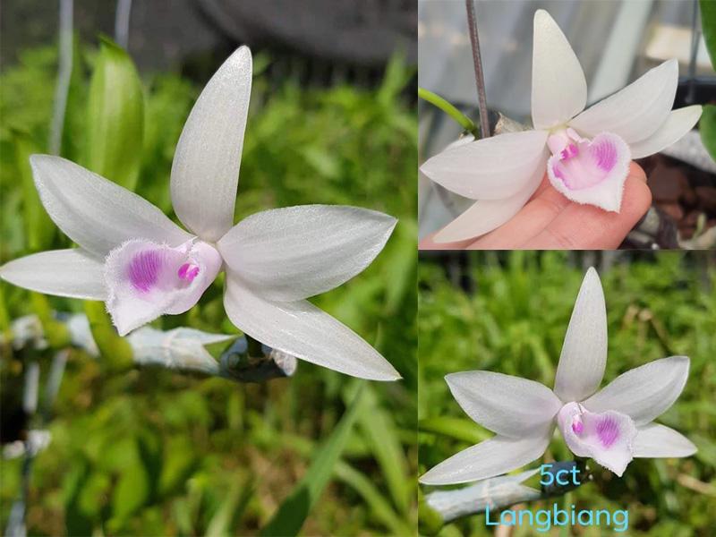 Phi điệp đột biến 5CT LANGBIANG, phi điệp đột biến langbiang, dòng phi điệp đột biết cấy mô