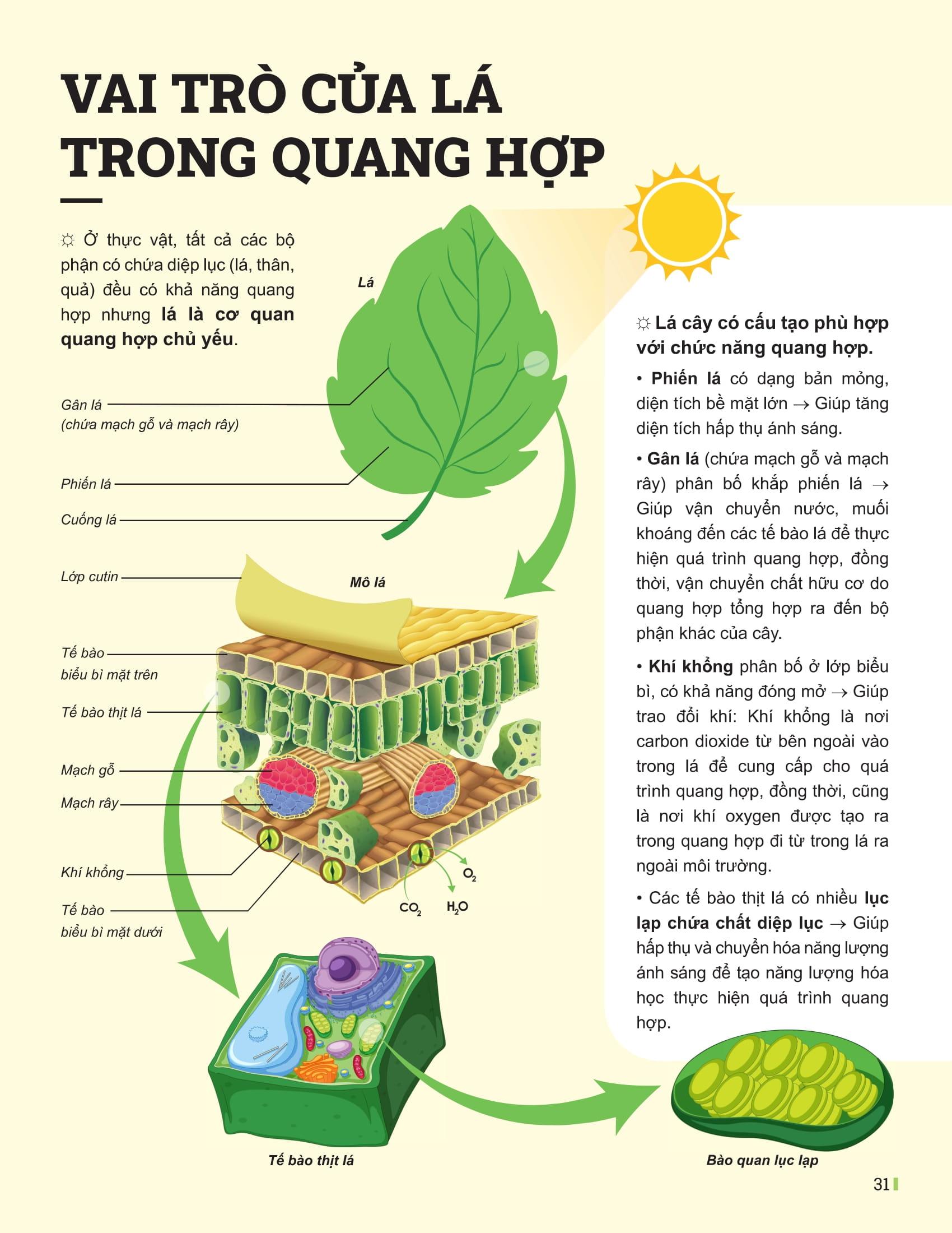 Sách - Đột Phá Tư Duy Khoa Học Tự Nhiên 7 - Tập 2