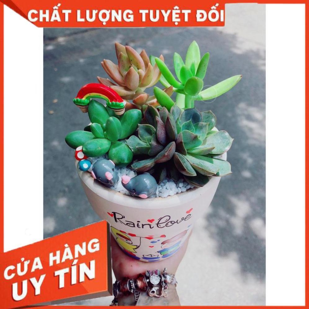 Tiểu cảnh sen đá 18