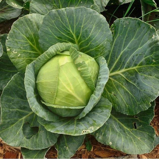Hạt giống cải bắp F1-HN 68 -1g