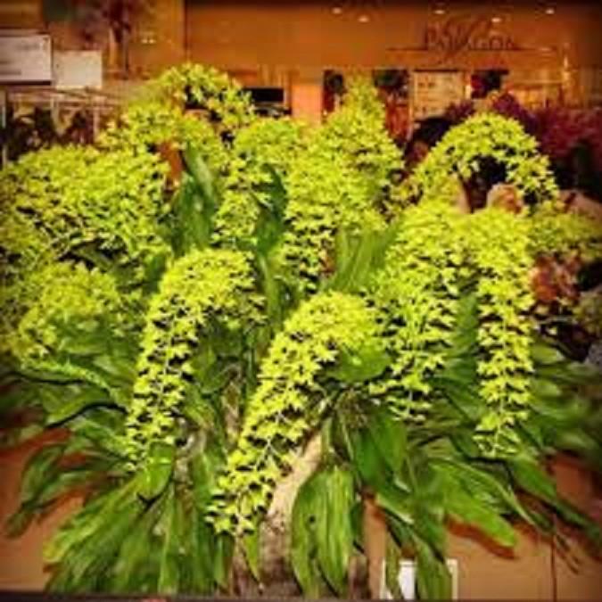 CÂY GIỐNG VŨ NỮ HOÀNG HẬU, SIÊU ĐẸP - CGLVNHH