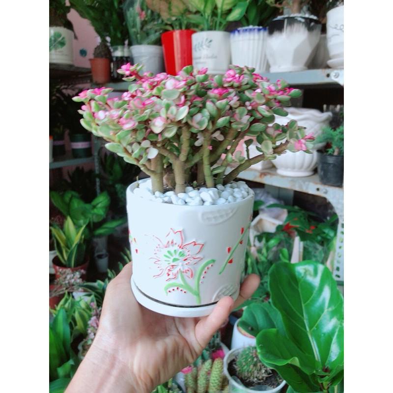 Chậu Cây Cành Vàng Lá Ngọc