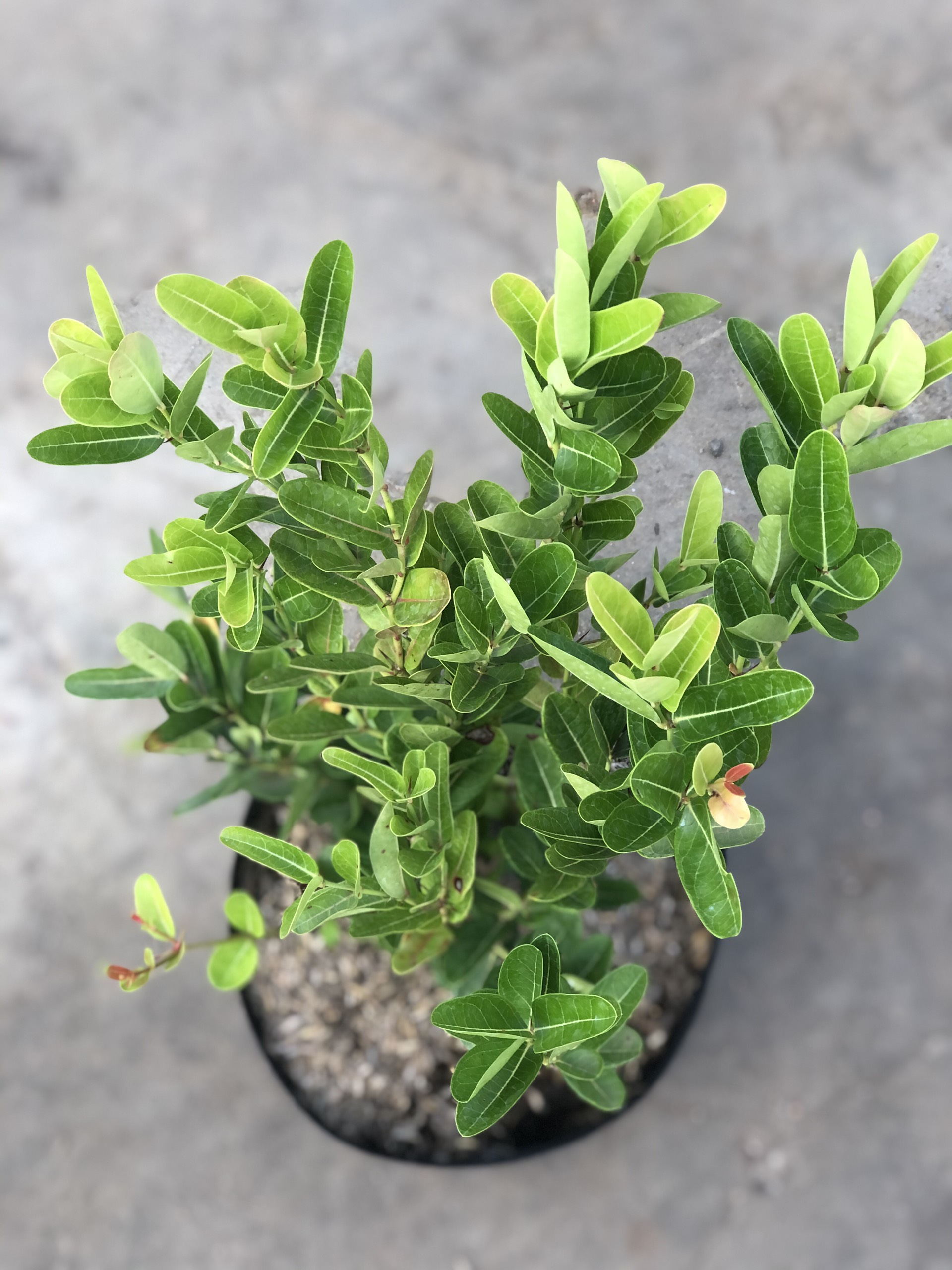 Cây siro cao 50 - 70 cm trồng cho trái sau 12 tháng trồng