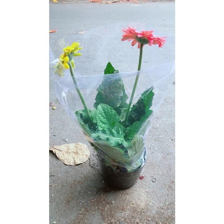 Bụi Hoa Đồng Tiền 2 Màu