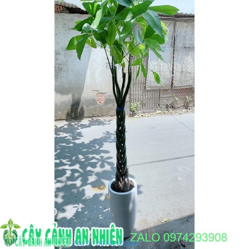 Chậu Cây Kim Ngân Lớn