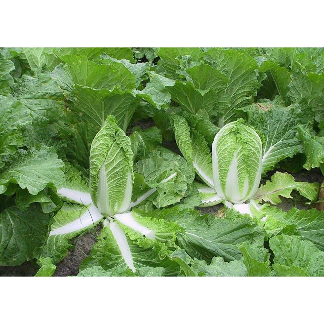 Hạt giống Cải Thảo Rambo, 0,5gr