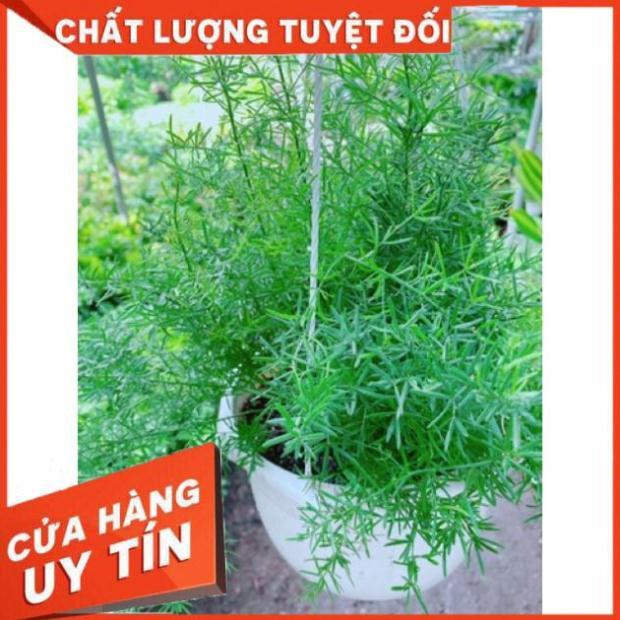 Cây thiên môn đông chậu treo to đẹp
