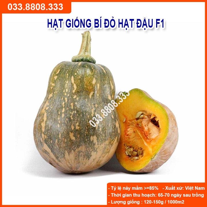 HẠT GIỐNG BÍ HẠT ĐẬU  - QUẢ BÍ NGON ĐẸP NĂNG SUẤT CAO