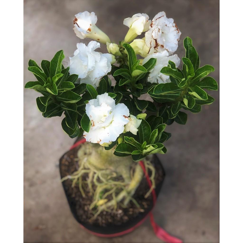 Chậu sứ Thái ghép hoa màu trắng