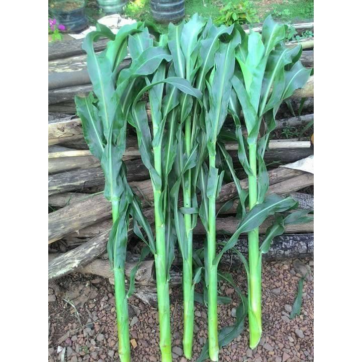 Hạt giống cỏ Sudan Super BMR - Cỏ Ngô (gói 1kg) - Hạt Cỏ Chăn Nuôi Gia Súc