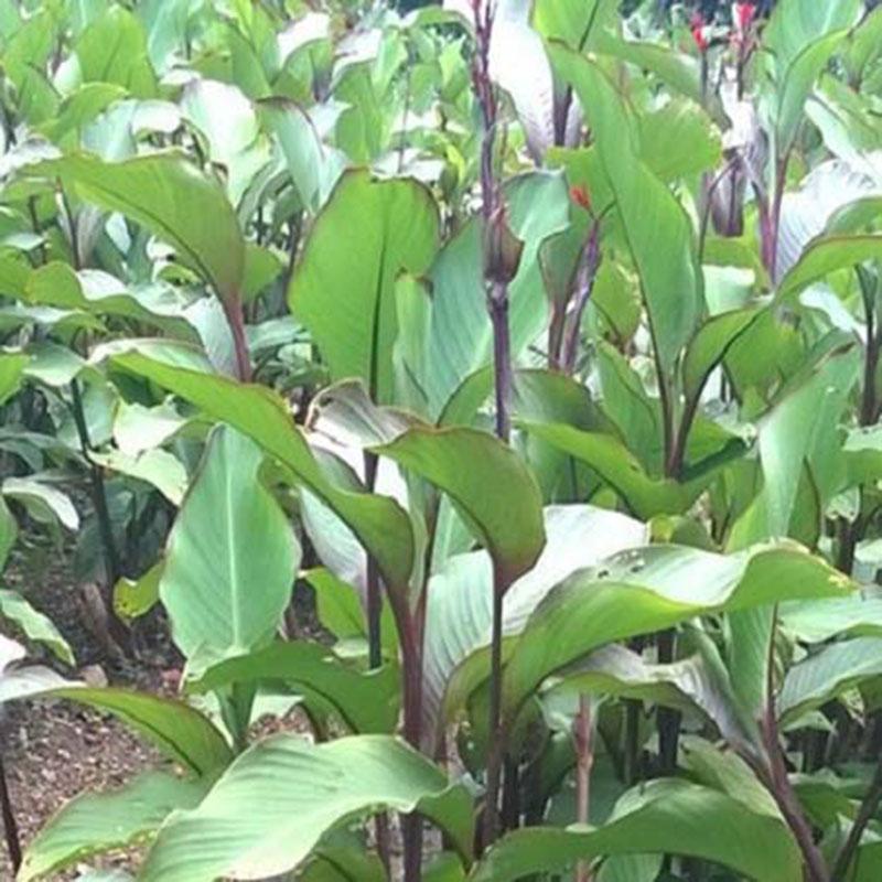 Cây Gừng đen - Củ gừng đen - Khô 200gr