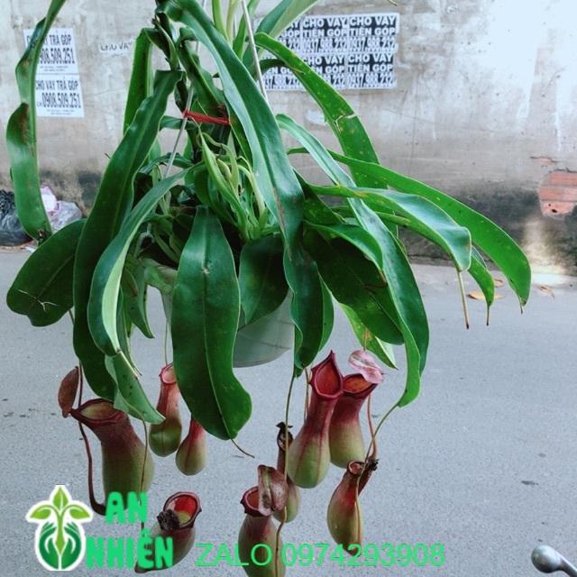 Chậu Nắp Ấm