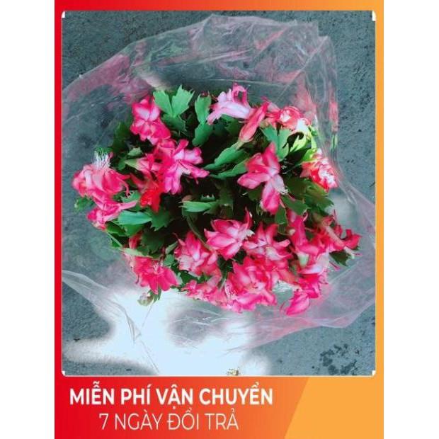 Chậu Hoa Quỳnh Size Đại