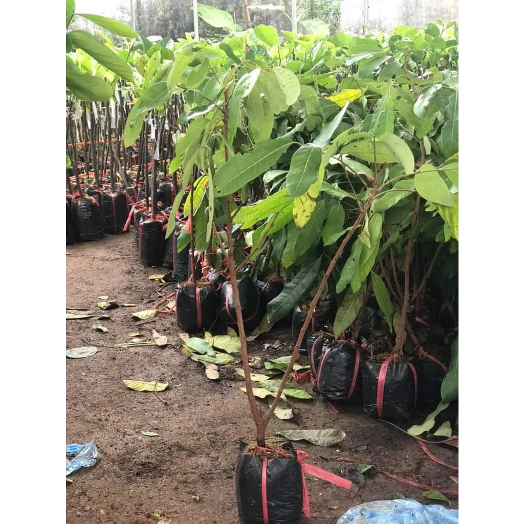Cây giống nhãn thái chuẩn F1 - Cây cao 70 cm