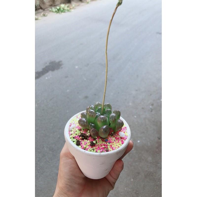 Chậu Kim Cương Copi Tím