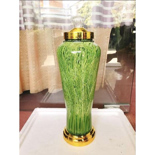 Bình ngâm sâm thủy tinh có công dụng để ngâm nhân sâm, nấm linh chi, cá ngựa