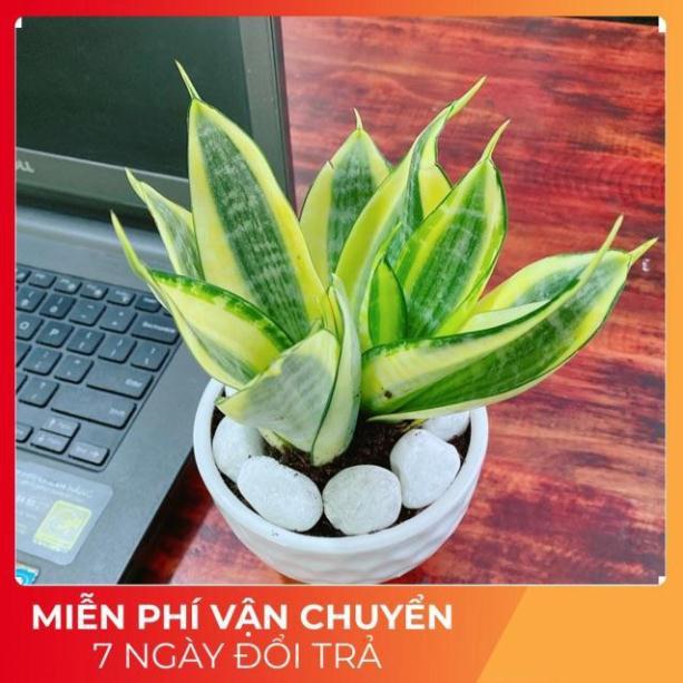 Chậu Lưỡi Hổ Thái Vàng