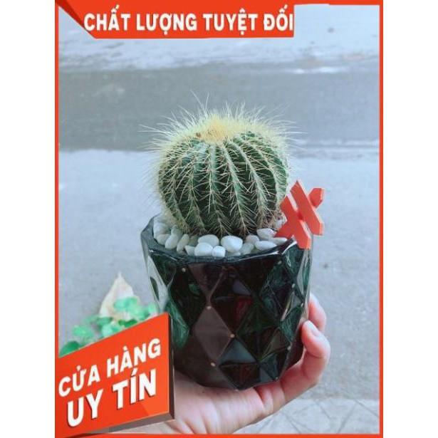 Chậu Xương Rồng Trạng Nguyên